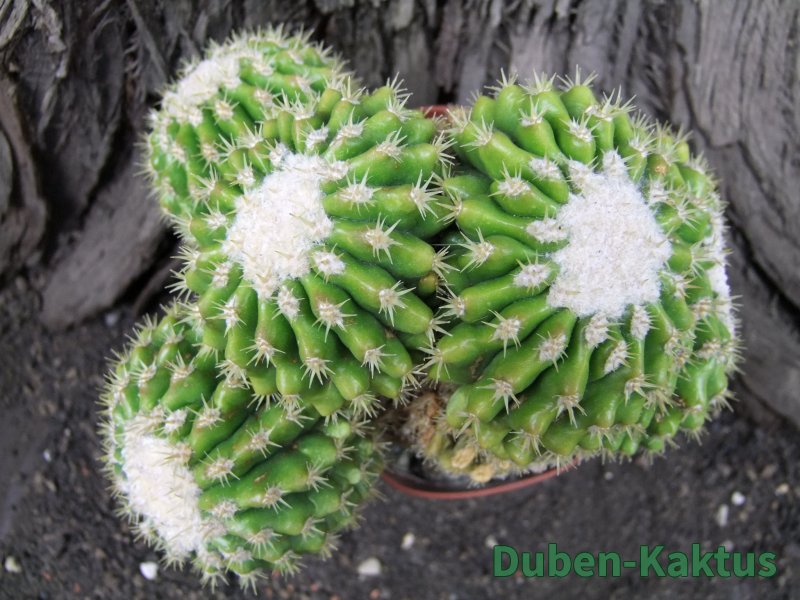 Echinocactus grusonii inermis 15x12x9 cm - 12375062