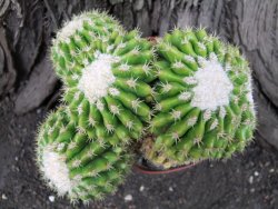 Echinocactus grusonii inermis 15x12x9 cm