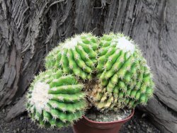 Echinocactus grusonii inermis 15x12x9 cm - 12375063