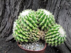 Echinocactus grusonii inermis 15x12x9 cm - 12375064