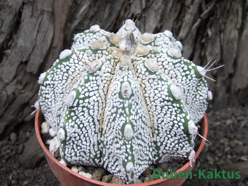 Astrophytum Super Kabuto snow hybrid pot 8,5 cm - 12375167