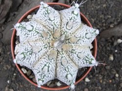 Astrophytum Super Kabuto snow hybrid pot 8,5 cm - 12375164