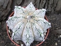 Astrophytum Super Kabuto snow hybrid pot 8,5 cm - 12375166