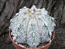 Astrophytum Super Kabuto snow hybrid pot 8,5 cm