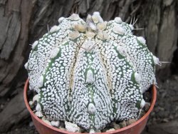 Astrophytum Super Kabuto snow hybrid pot 8,5 cm - 12375168