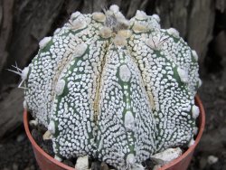 Astrophytum Super Kabuto snow hybrid pot 8,5 cm - 12375169
