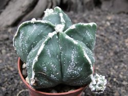 Astrophytum myriostigma Japan hybrid pot 5,5 cm - 12375340
