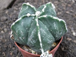 Astrophytum myriostigma Japan hybrid pot 5,5 cm - 12375341