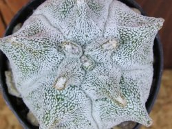 Asrophytum coahuilense Hakuran pot 5,5 cm - 12376008