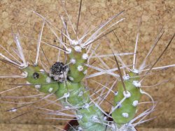 Tephrocactus darwinii Churiaca Neuguin XL pot 7cm