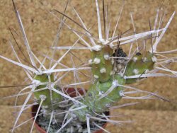 Tephrocactus darwinii Churiaca Neuguin XL pot 7cm - 12376104