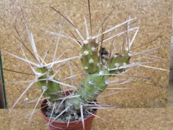 Tephrocactus darwinii Churiaca Neuguin XL pot 7cm - 12376105