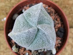 Astrophytum coahuilense tricostatum pot 5,5 cm