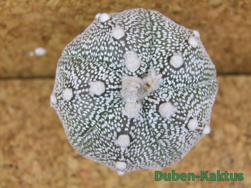 Astrophytum Super Kabuto hybrid pot 5,5 cm - 12376275