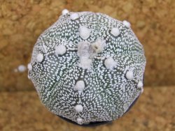 Astrophytum Super Kabuto hybrid pot 5,5 cm - 12376276