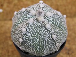 Astrophytum Super Kabuto hybrid pot 5,5 cm - 12376277
