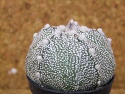 Astrophytum Super Kabuto hybrid pot 5,5 cm - 12376278