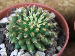 Mammillaria camptotricha brevispina BRU pot 5,5 cm - 12376741