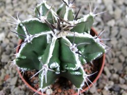 Astrophytum Dinosaur (Fukurio Hannya) pot 5,5 cm