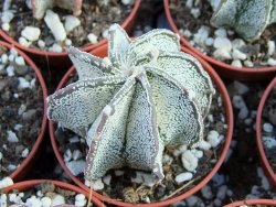 Astrophytum niveum pot 5,5 cm