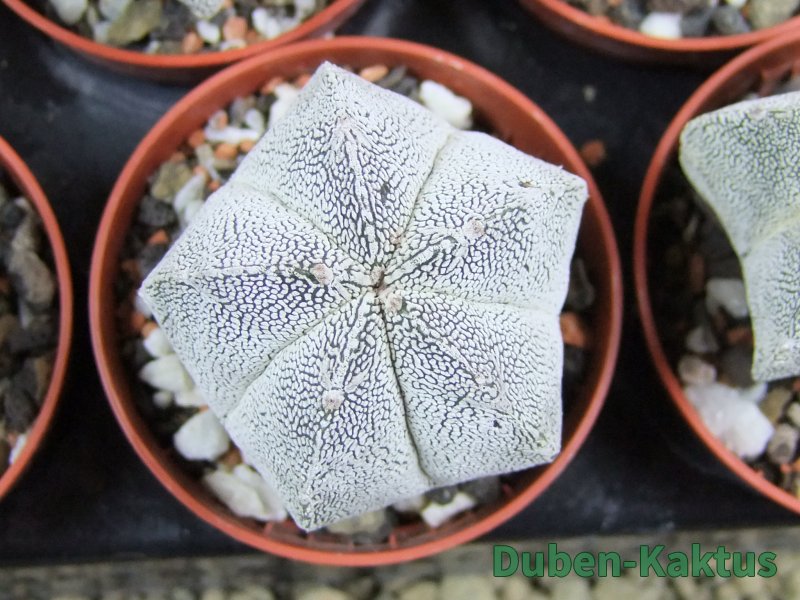 Astrophytum Onzuko pot 5,5 cm - 12379996