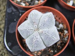 Astrophytum Onzuko pot 5,5 cm - 12380000