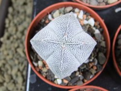 Astrophytum Onzuko pot 5,5 cm - 12380001