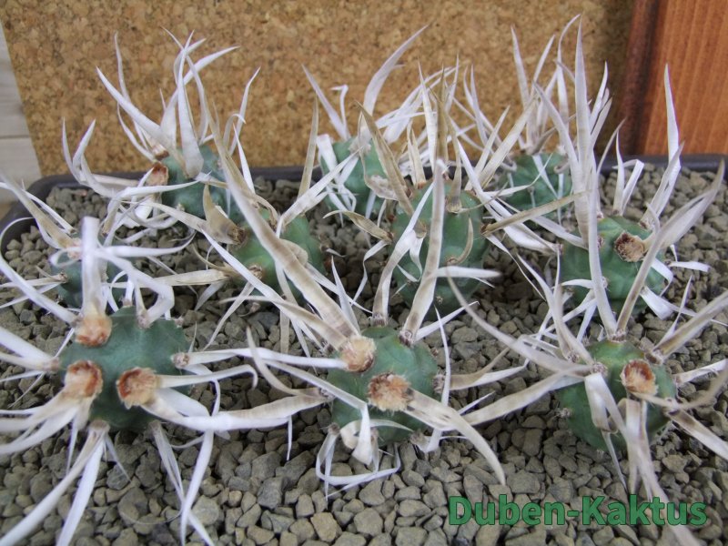 Tephrocactus articulatus papyracanthus offshoots - 12378718