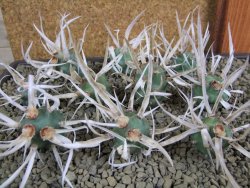 Tephrocactus articulatus papyracanthus offshoots