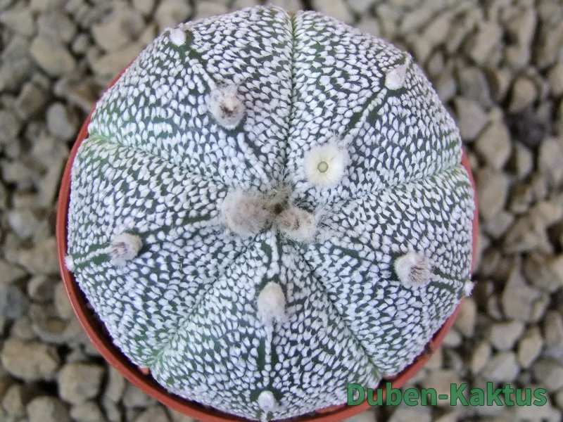 Astrophytum Super Kabuto snowy hybrid pot 5,5 cm - 12378829