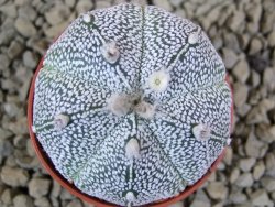 Astrophytum Super Kabuto snowy hybrid pot 5,5 cm