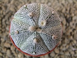Astrophytum Super Kabuto snowy hybrid pot 5,5 cm - 12378830