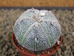 Astrophytum Super Kabuto snowy hybrid pot 5,5 cm - 12378831