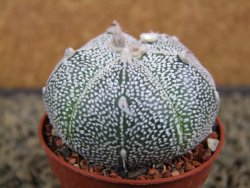 Astrophytum Super Kabuto snowy hybrid pot 5,5 cm - 12378832