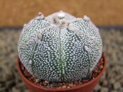 Astrophytum Super Kabuto snowy hybrid pot 5,5 cm - 12378833