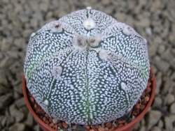 Astrophytum Super Kabuto snowy hybrid pot 5,5 cm - 12378834