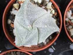 Astrophytum myriostigma tricostatum pot 5,5 cm - 12380209