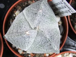 Astrophytum myriostigma tricostatum pot 5,5 cm - 12380211