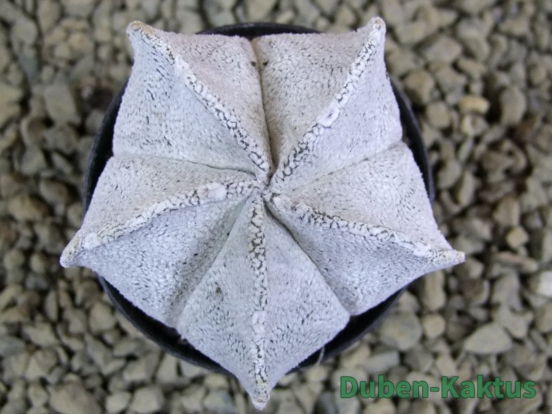 Astrophytum coahuilense snow (Super Coahuilense), pot 5,5 cm - 12379182