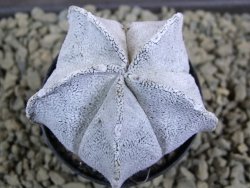 Astrophytum coahuilense snow (Super Coahuilense), pot 5,5 cm - 12379183