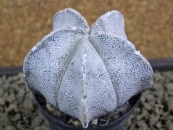 Astrophytum coahuilense snow (Super Coahuilense), pot 5,5 cm - 12379184