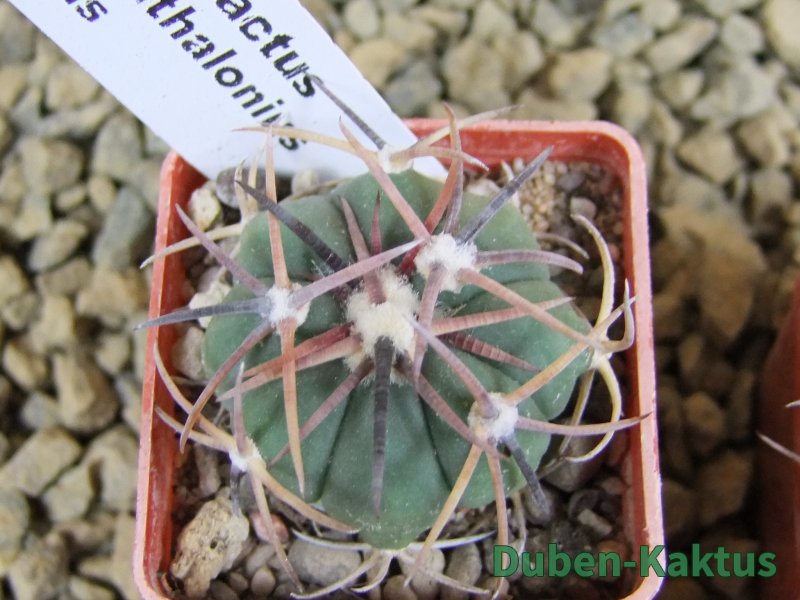 Echinocactus horizonthalonius Salinas, pot 4 cm - 12381755