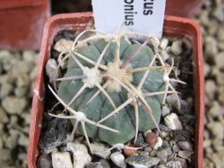 Echinocactus horizonthalonius Salinas, pot 4 cm - 12381758