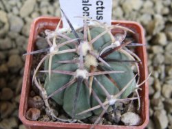 Echinocactus horizonthalonius Salinas, pot 4 cm - 12381763