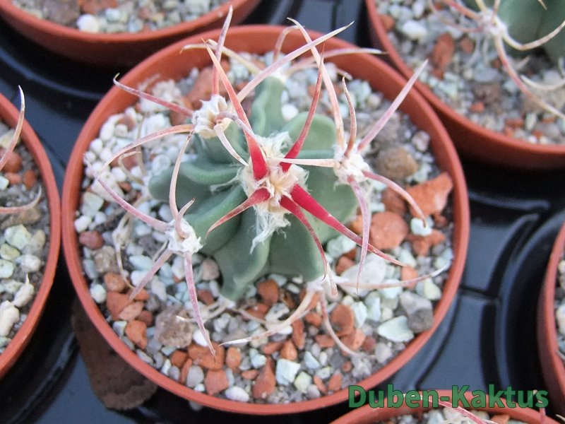 Echinocactus parryi Ciudad Juarez pot 5,5 cm - 12385927