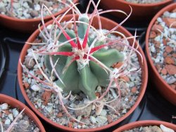 Echinocactus parryi Ciudad Juarez pot 5,5 cm - 12385928