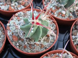 Echinocactus parryi Ciudad Juarez Chih. pot 5,5 cm - 12385929