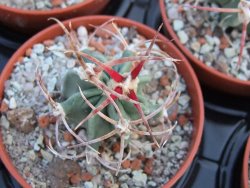Echinocactus parryi Ciudad Juarez pot 5,5 cm - 12385930