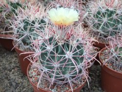 Echinocactus parryi Ciudad Juarez Chih. pot 5,5 cm - 12399038