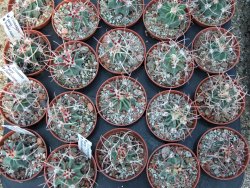 Echinocactus parryi Ciudad Juarez Chih. pot 5,5 cm - 12399042